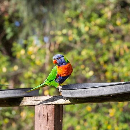 Lorikeet Holiday Park Arrawarra エクステリア 写真